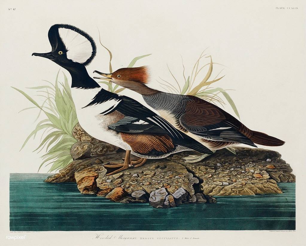 Hooded Merganser from Birds of America (1827) by John James Audubon (1785 - 1851), etched by Robert Havell (1793 - 1878).  by Free Public Domain Illustrations by rawpixel is licensed under CC BY 2.0.